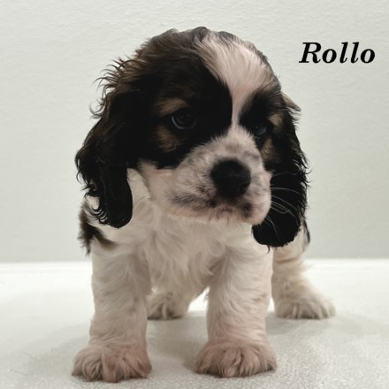 puppy, for, sale, Cocker Spaniel, Joe & Cherri  Overlease, dog, breeder, Miller, MO, dog-breeder, puppy-for-sale, forsale, nearby, find, puppyfind, locator, puppylocator, aca